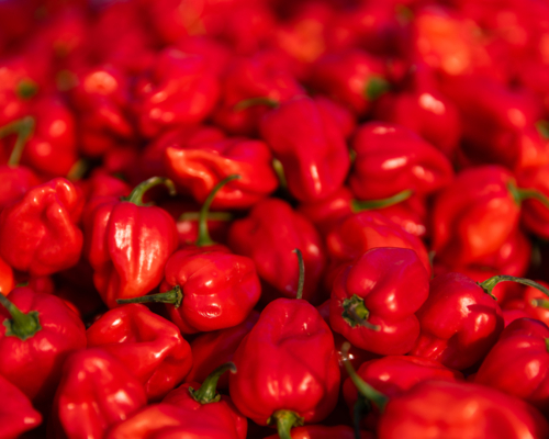 heaps of habanero chili peppers in a pile - Australian Stock Image