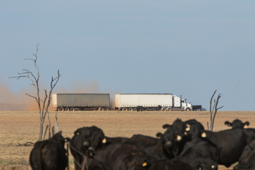 heat ripples blurring prime mover pulling two curtain sided trailers past cattle on a dirt road - Australian Stock Image