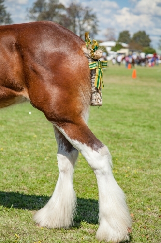 Heavy Horse all decked out for competition at the local show
