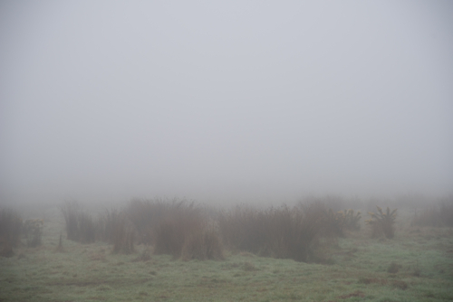 heavy misty tussock grass marsh in winter - Australian Stock Image