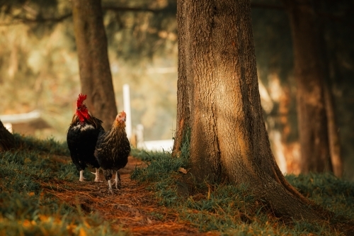 Hen and rooster walking along bush track in golden morning light - Australian Stock Image