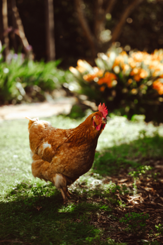 hen foraging on the ground for food. - Australian Stock Image