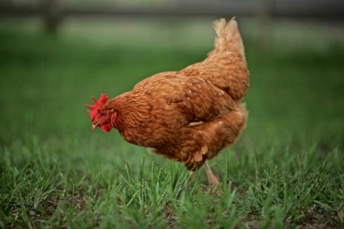 Hen.  Free-range.  Hen pecking. - Australian Stock Image
