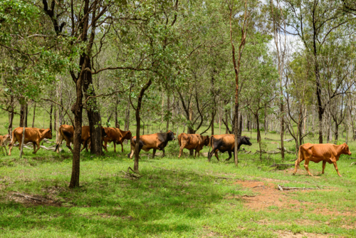 Herd of brown and black cattle walking through green native woodland pasture in countryside - Australian Stock Image