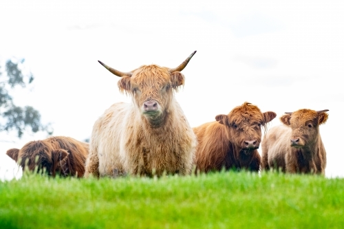 Herd of brown highland cows in green pasture looking at camera - Australian Stock Image