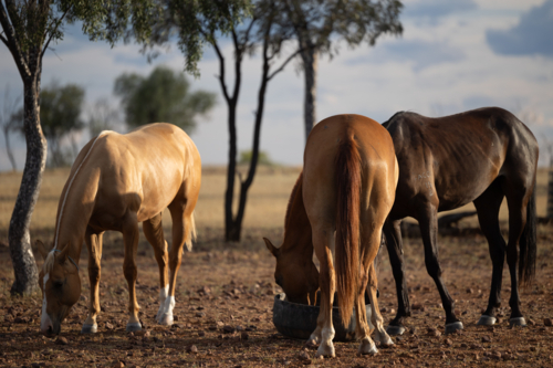Herd of brown horses grazing the dry grassland - Australian Stock Image