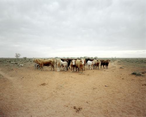 Herd of cattle gathered on remote NT station - Australian Stock Image