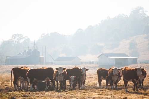 Herd of Cattle in a dry paddock - Australian Stock Image