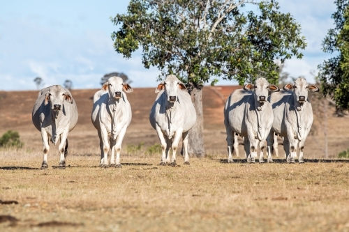 Herd of cattle in the paddock on a sunny day - Australian Stock Image