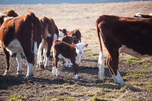 Herd of Cattle with calves in a dry paddock - Australian Stock Image