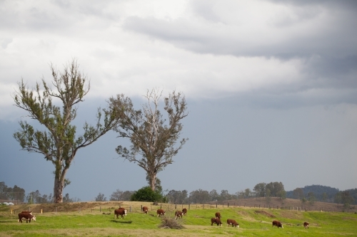 Herd of cows in a paddock - Australian Stock Image