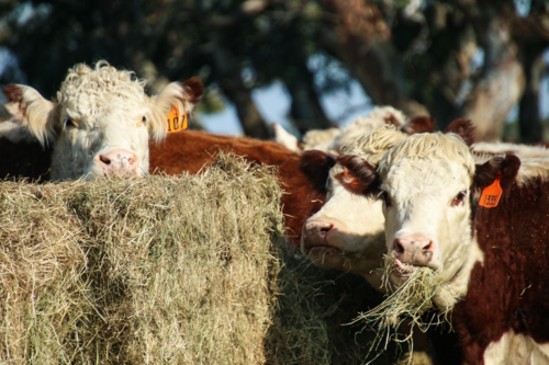 Herd of cows with white and brown fur eating hay outdoors - Australian Stock Image