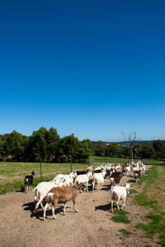 Herd of goats walking on a track on a farm - Australian Stock Image