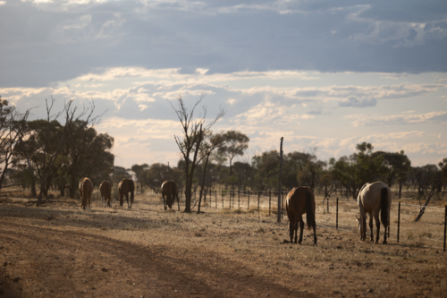 Herd of horses grazing on the side of the dirt road - Australian Stock Image