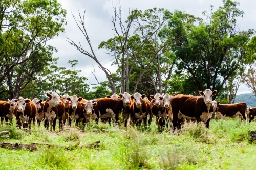 Herd of inquisitive Hereford cattle in paddock - newly restocked farm - Australian Stock Image