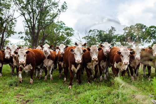 Herd of inquisitive Hereford cattle in paddock - newly restocked farm - Australian Stock Image