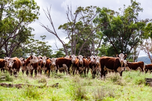 Herd of inquisitive Hereford cattle in paddock - newly restocked farm - Australian Stock Image
