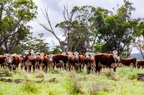 Herd of inquisitive Hereford cattle in paddock - newly restocked farm