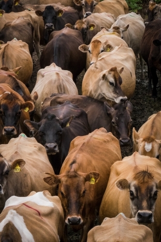 Herd of jersey cows walking to the dairy - Australian Stock Image