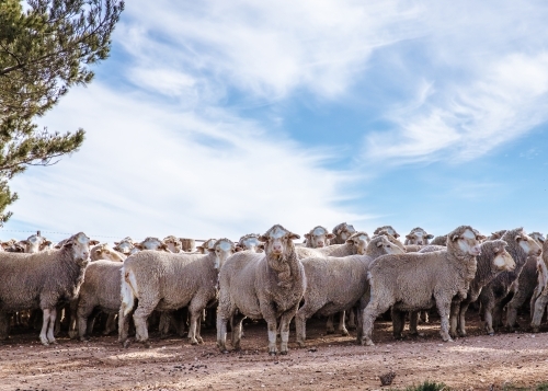 Herd of sheep standing in dirt paddock on farm
