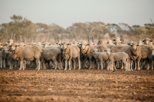 Herd of sheep standing in the countryside - Australian Stock Image