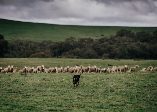 Herding dog chasing after flock of sheep in pasture