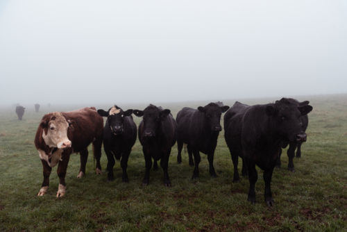Hereford and Angus cows standing together in the winter mist - Australian Stock Image