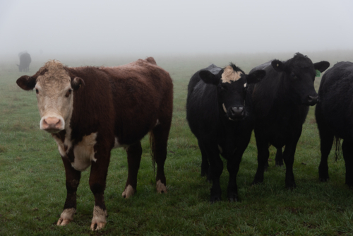 Hereford and Black Angus cows in the winter mist - Australian Stock Image