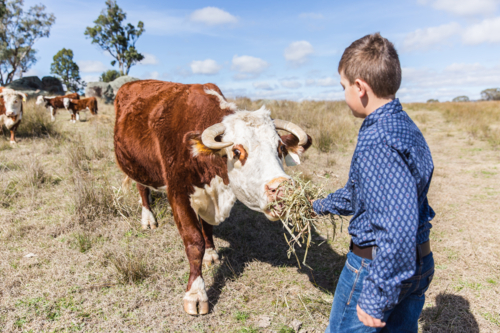 Hereford bull with horns eating hay being hand fed by young boy - Australian Stock Image