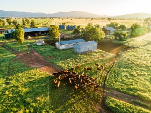 Hereford cattle walking through paddock towards farm yards for water - Australian Stock Image