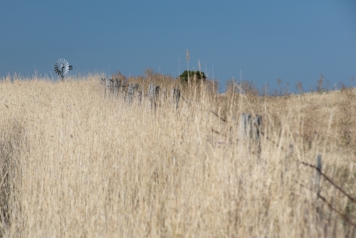 High summer grasses and windmill - Australian Stock Image