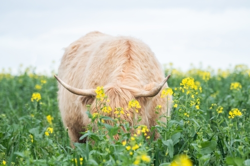Highland cow grazing in big paddock with face hidden by yellow flowers - Australian Stock Image