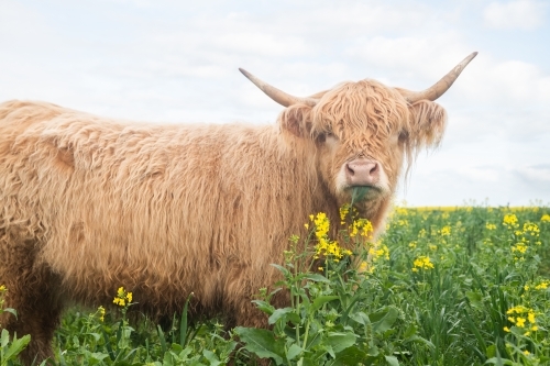 Highland cow grazing in big paddock with yellow flowers - Australian Stock Image