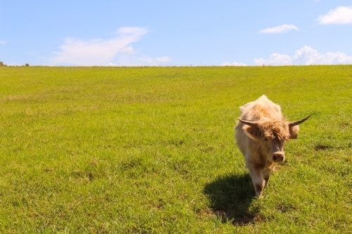 Highland cow in a field - Australian Stock Image