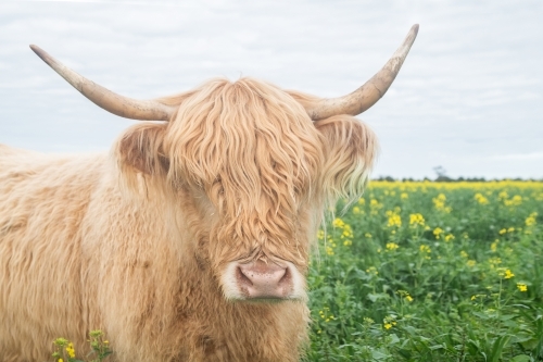 Highland cow in big paddock with yellow flowers looking at camera - Australian Stock Image