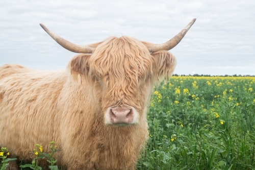 Highland cow in big pasture with yellow flowers looking. at camera - Australian Stock Image