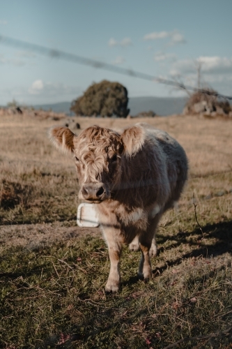 Highland cow in grassy paddock in the snowy mountains region of New South Wales - Australian Stock Image
