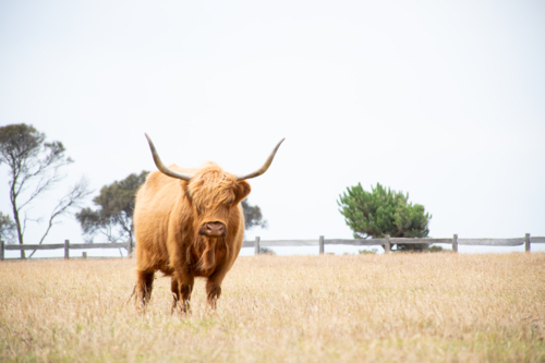 Highland cow in long, dry grass - Australian Stock Image