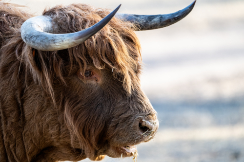 Highland cow in profile with long horns and shaggy brown coat - Australian Stock Image