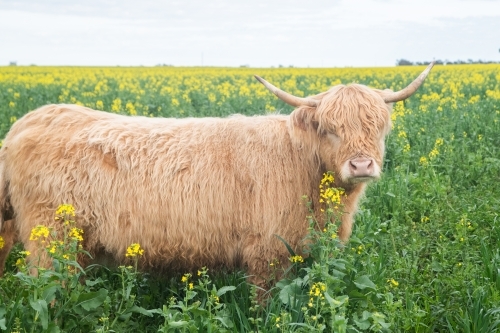 Highland cow standing in big paddock with yellow flowers - Australian Stock Image