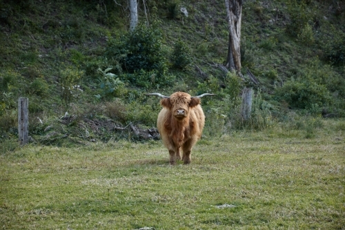 Highland cow standing in paddock - Australian Stock Image