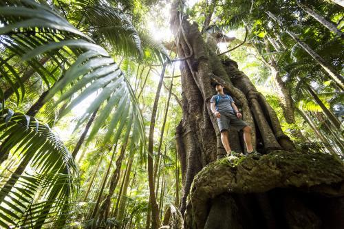 Hiker standing on climbing trees in rainforest - Australian Stock Image