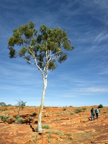 Hikers at Kings Canyon beside lone gum tree - Australian Stock Image
