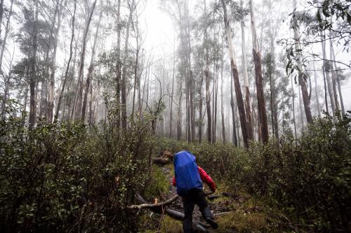 Hiking through the trees at Mount Bogong