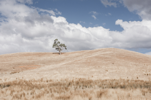 Hilly paddock with one gum tree and dry, summer grasses - Australian Stock Image
