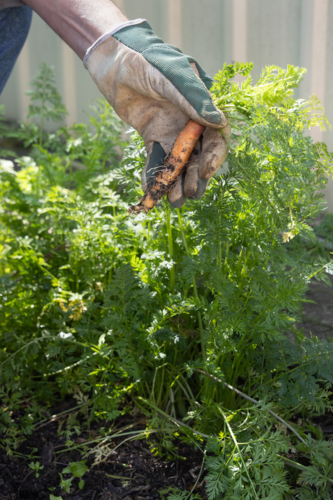 Home grown carrot picked fresh from garden vegetable patch - Australian Stock Image