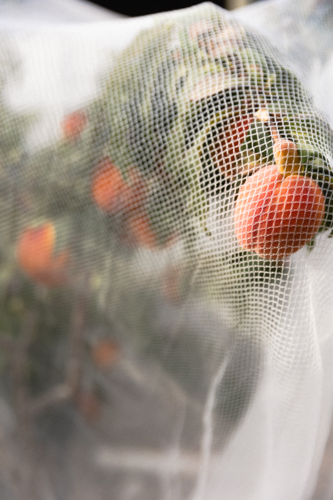 Home grown ripe peach on backyard fruit tree covered by bird netting - Australian Stock Image