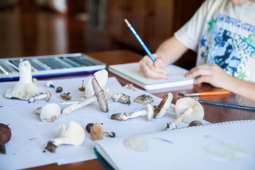 Home-schooled children drawing fungi in nature journals - Australian Stock Image