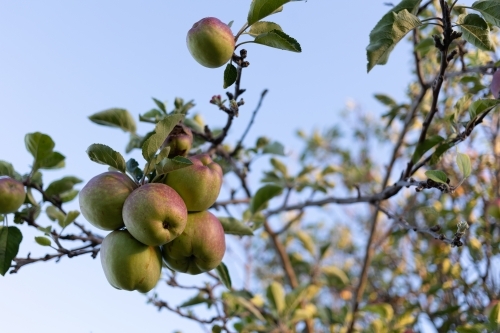 Homegrown apples at dusk