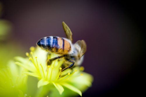 Honeybee collecting pollen from a bright yellow flower - Australian Stock Image